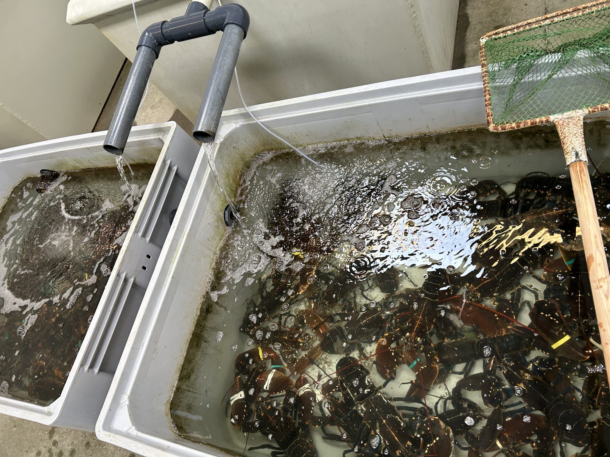 Hummer Shell Fish Hummer (1kg) Limfjords – Danske (1-2 stk.pr.kg) – Glyngøre Shellfish
