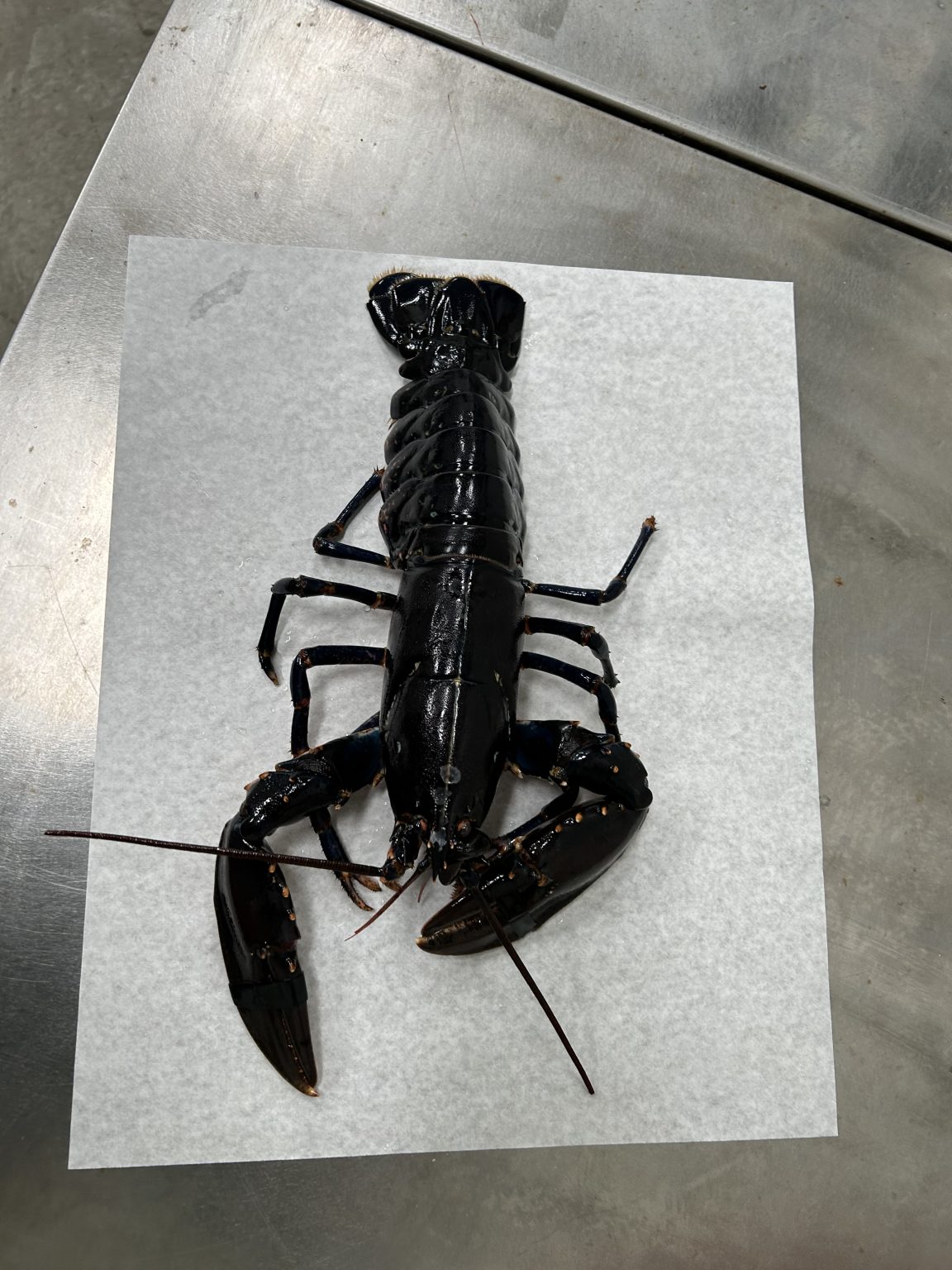 Hummer Shell Fish Hummer (1kg) Limfjords – Danske (1-2 stk.pr.kg) – Glyngøre Shellfish