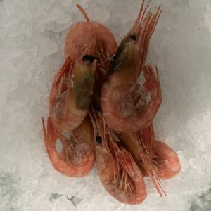 XL Grønlandske Skalrejer 5kg, str.80-100