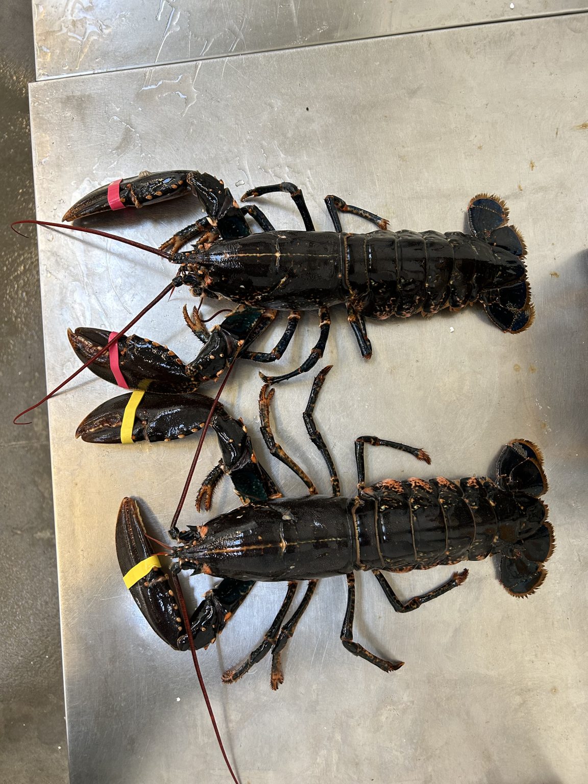 Hummer Shell Fish Hummer (1kg) Limfjords – Danske (1-2 stk.pr.kg) – Glyngøre Shellfish