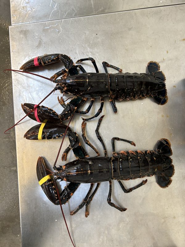 Fillet Hummer Hummer (1kg) Limfjords – Danske (1-2 stk.pr.kg) – Glyngøre Shellfish