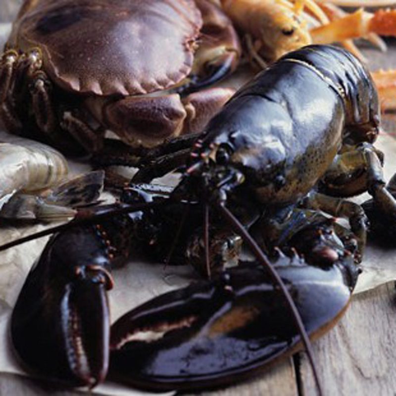 Hummer (1kg) - Webshop - Glyngøre Shellfish